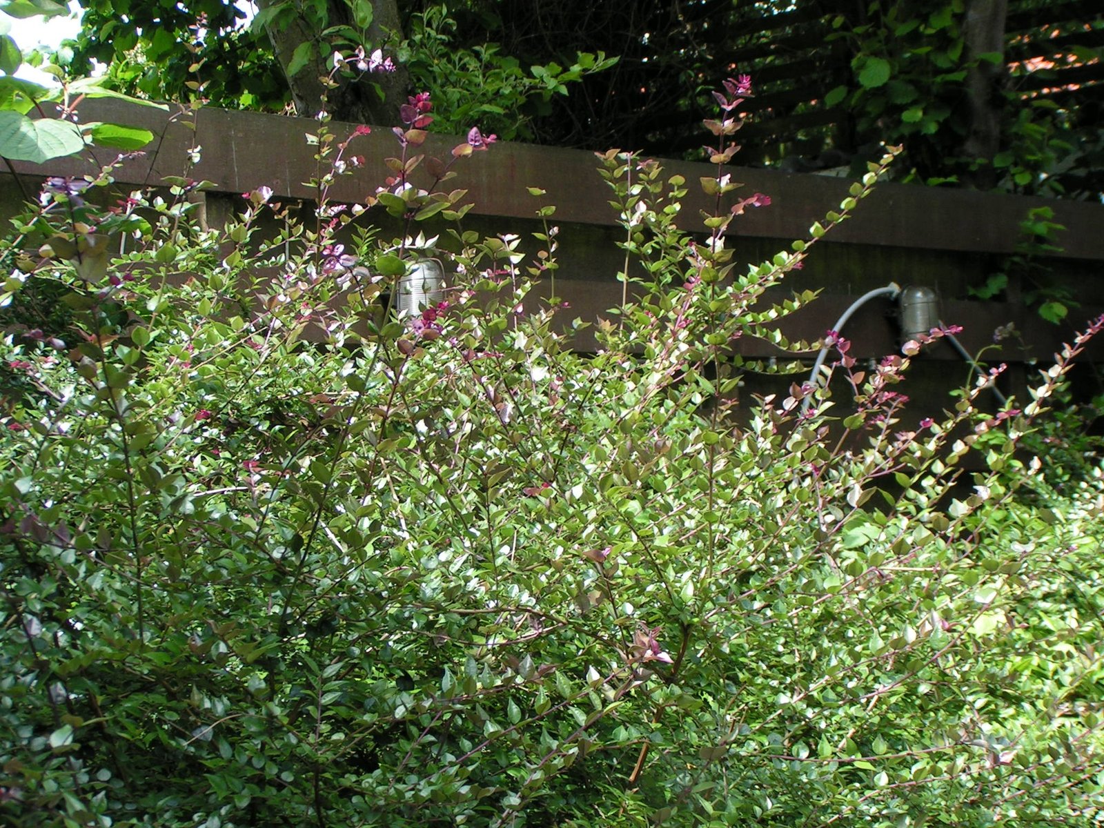 Lonicera pileata