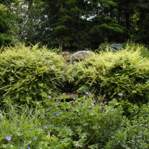 Lonicera nitida