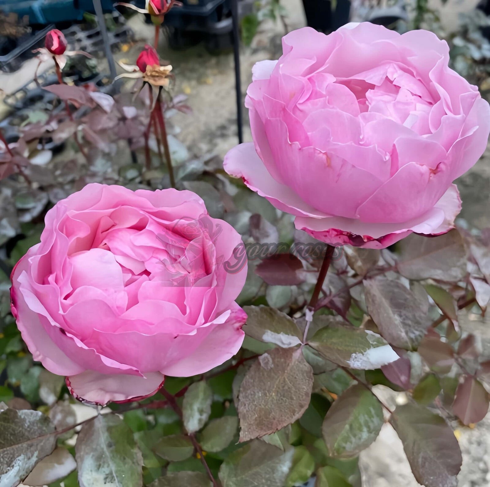 Lovely Pink