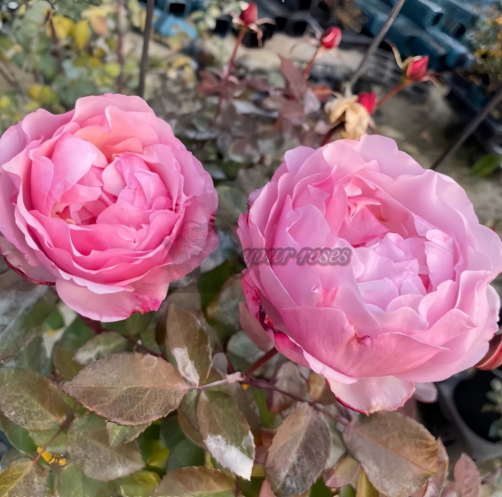 Lovely Pink