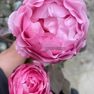 Lovely Pink