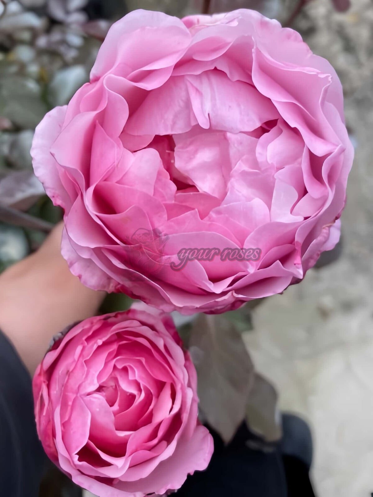 Lovely Pink