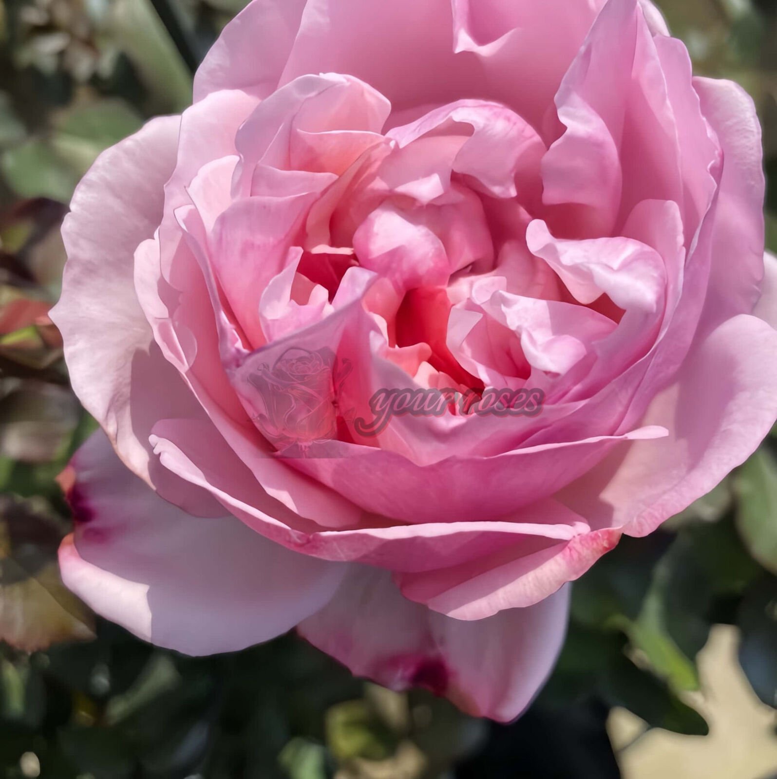Lovely Pink