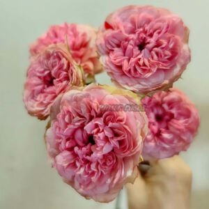 Lovely Raspberry
