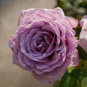 Lux Nov
