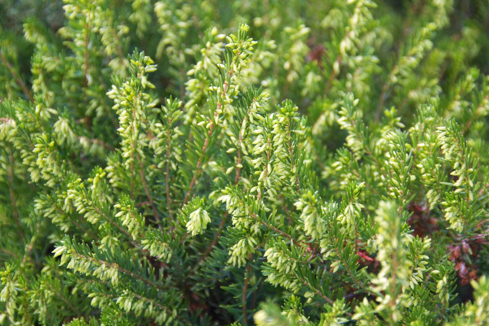 Erica 'Darley Dale'