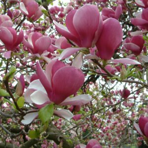 Magnolia 'Rustica Rubra'