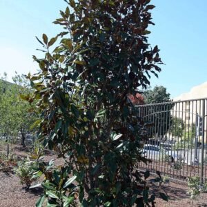 Magnolia 'Kay Parris'