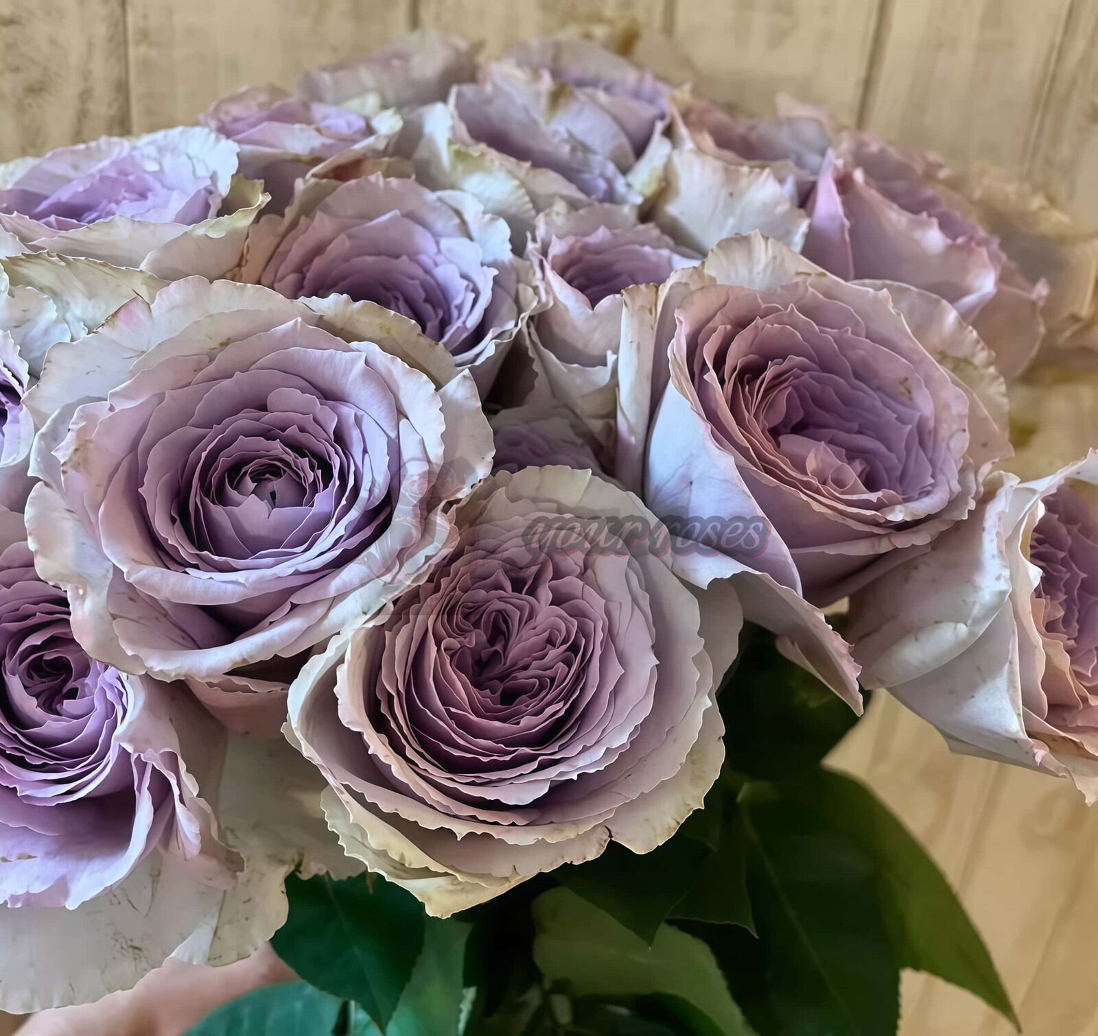 Mauve