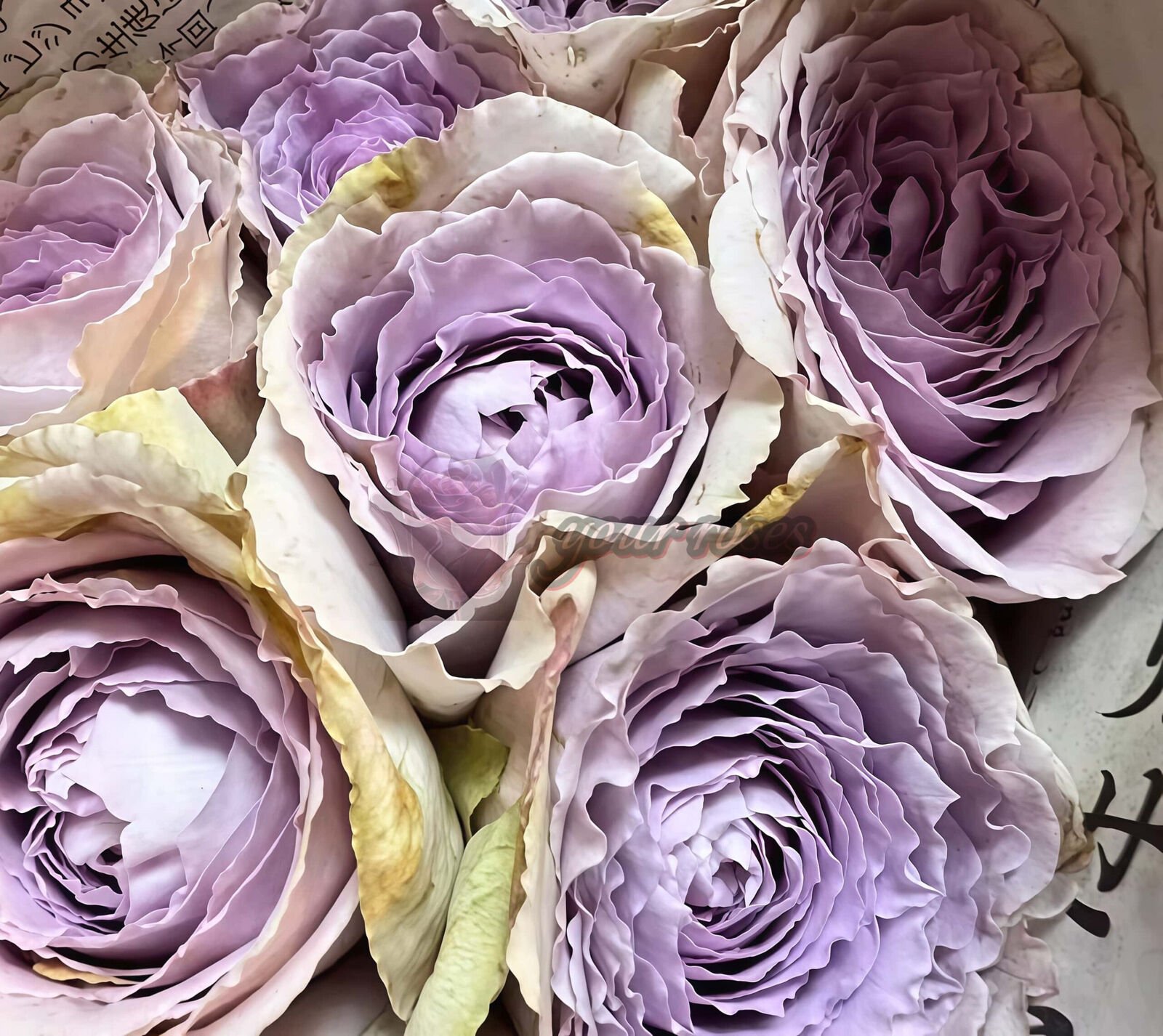 Mauve
