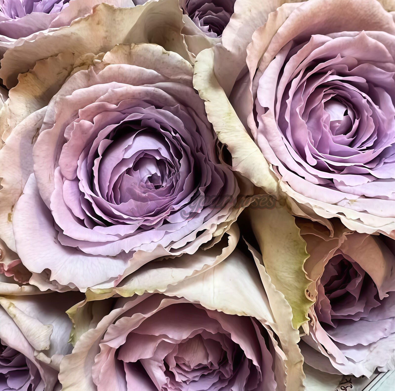 Mauve