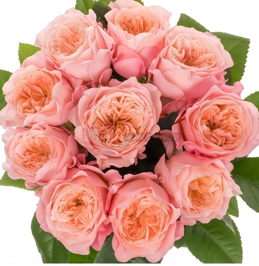 May L