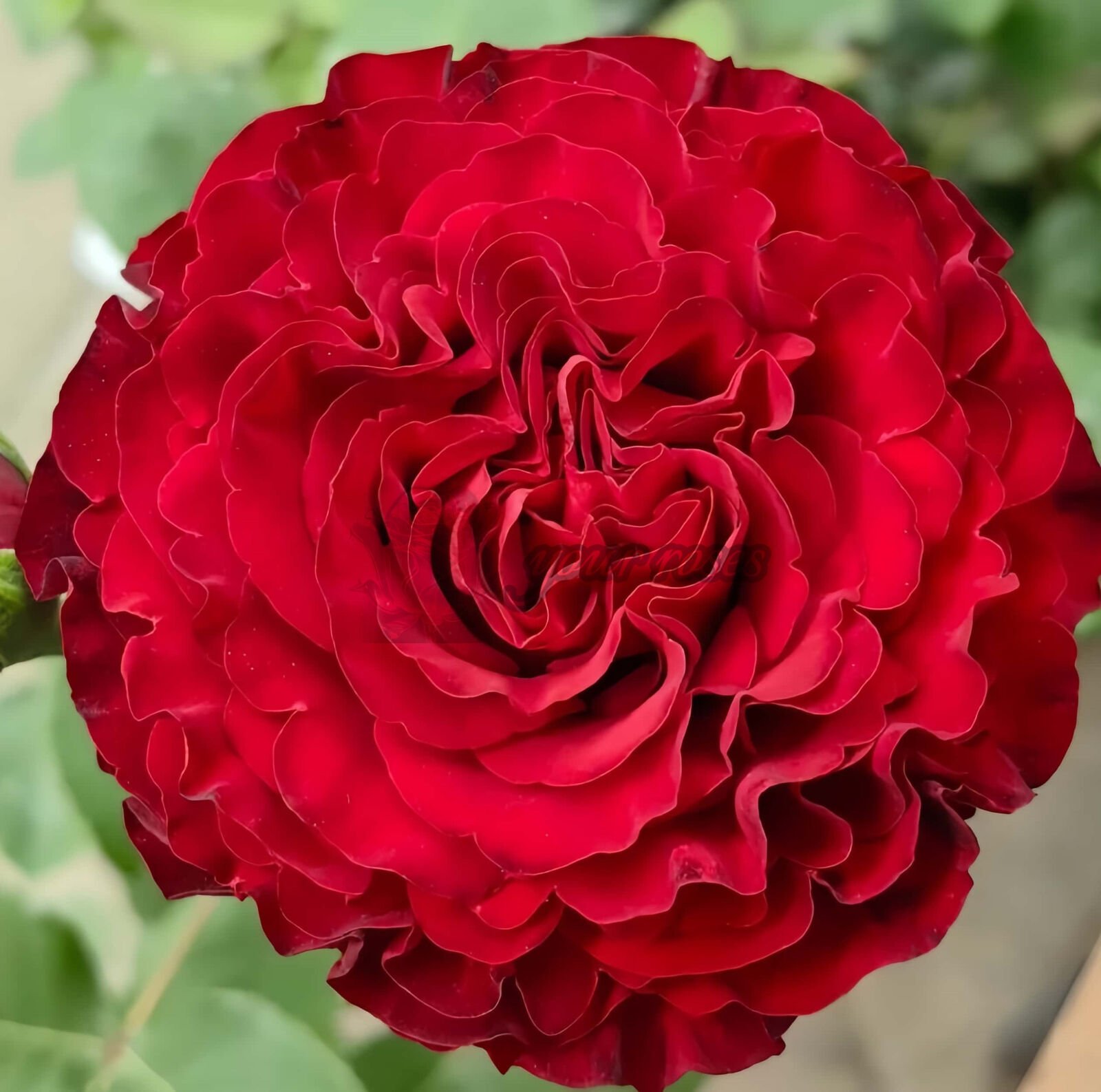 May