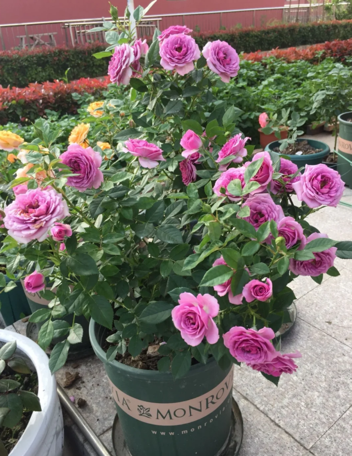 Mercury king terrazza 2Gal