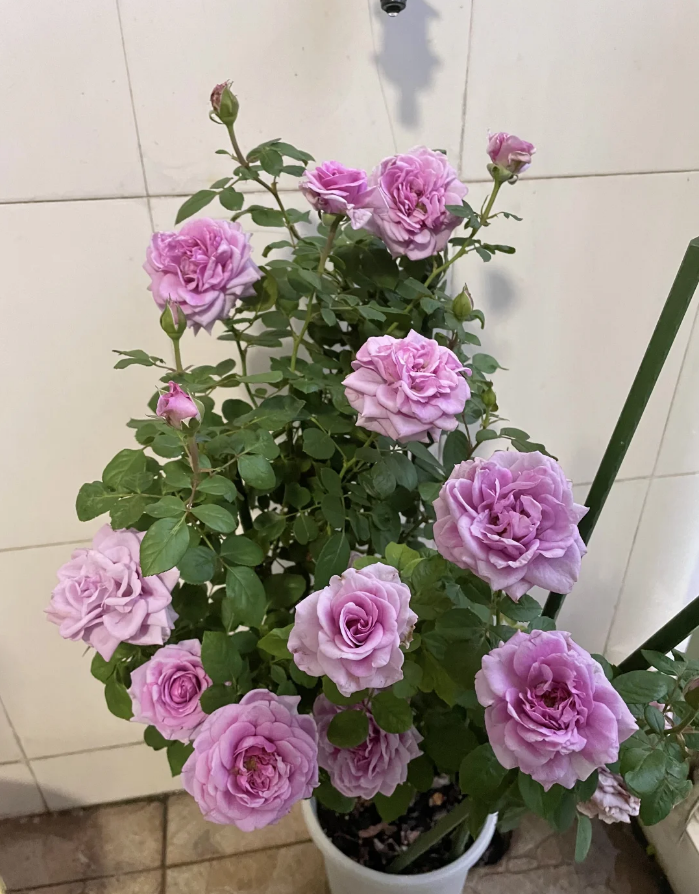 Mercury king terrazza 2Gal