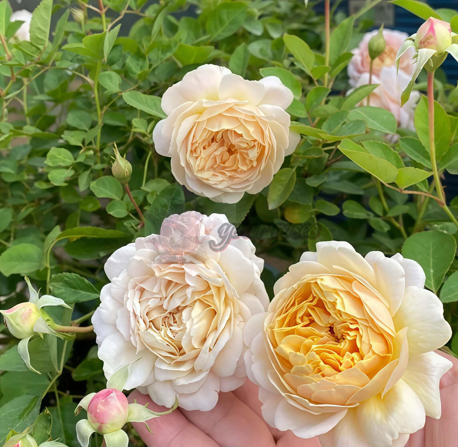 Millefiori
