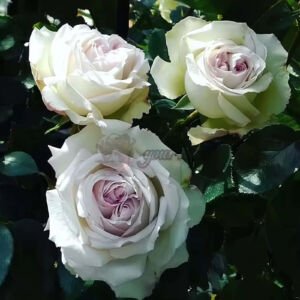 Milady de Winter