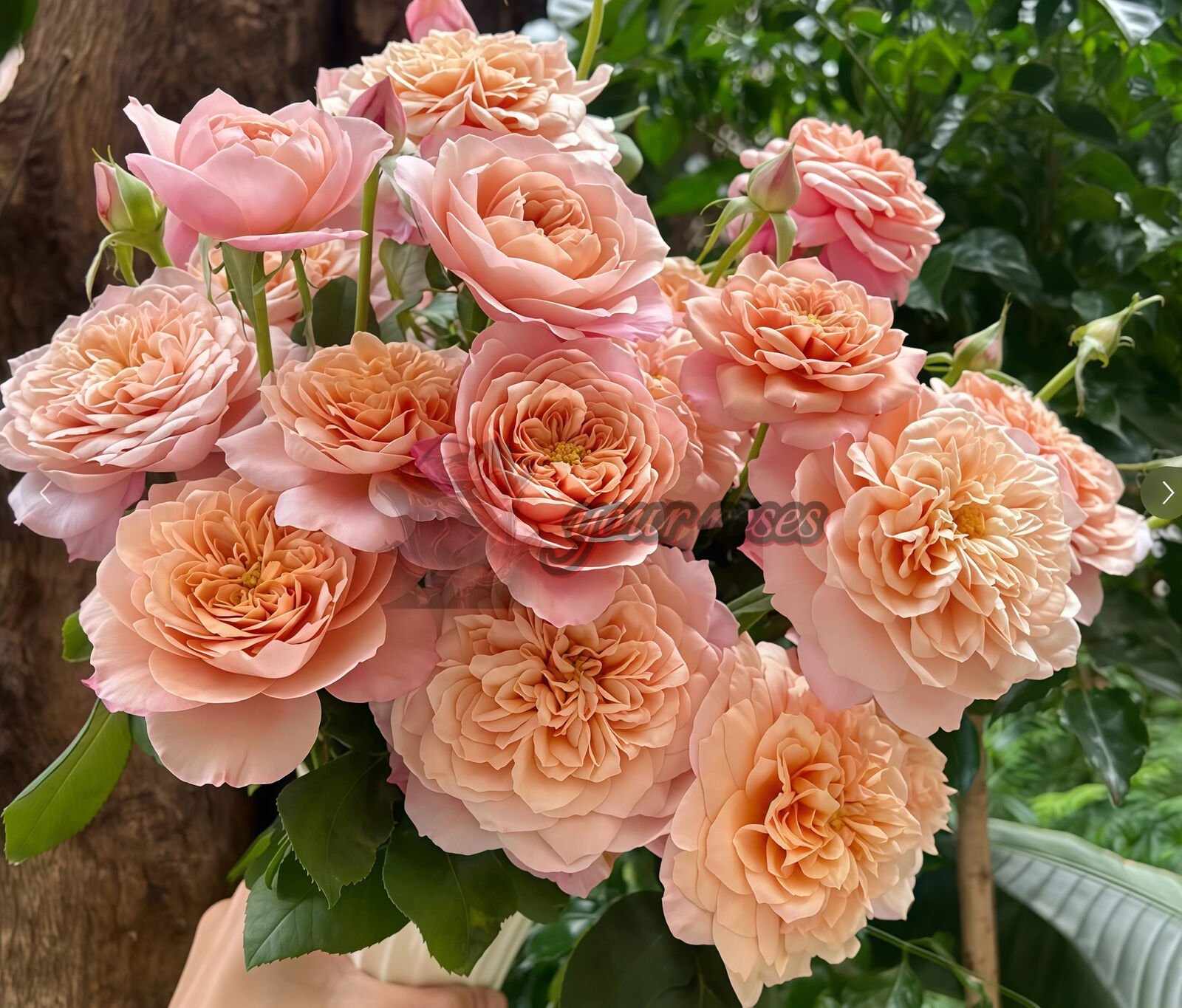 Miyabi Cha