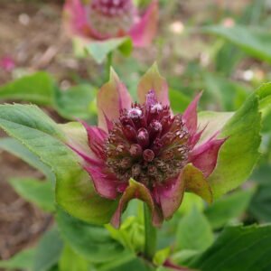 Monarda 'Bee Merry'