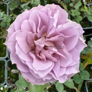 Murasaki Shikibu