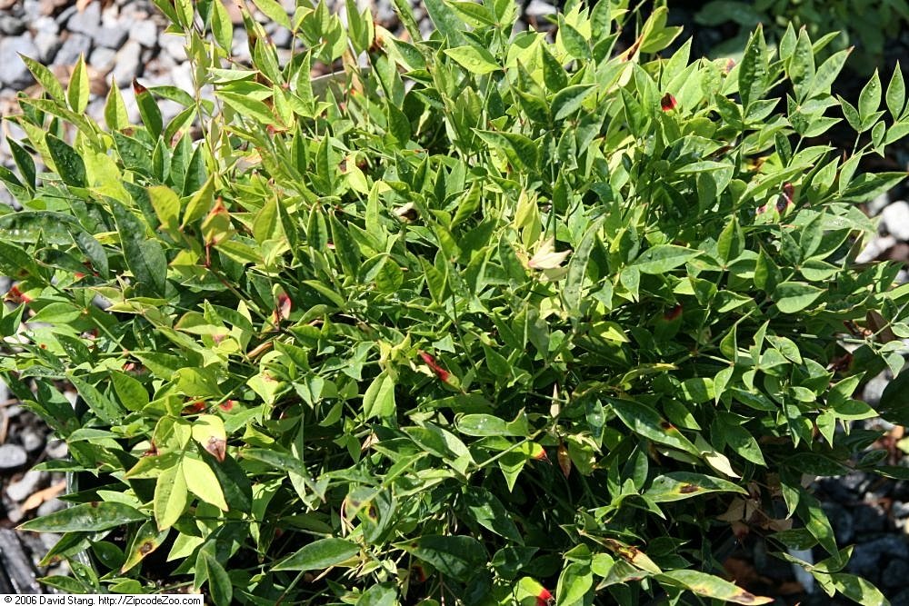 Nandina 'Moon Bay'