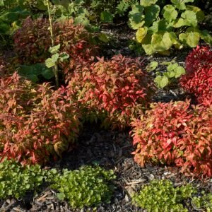 Nandina 'Fire Power'