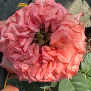 New Design