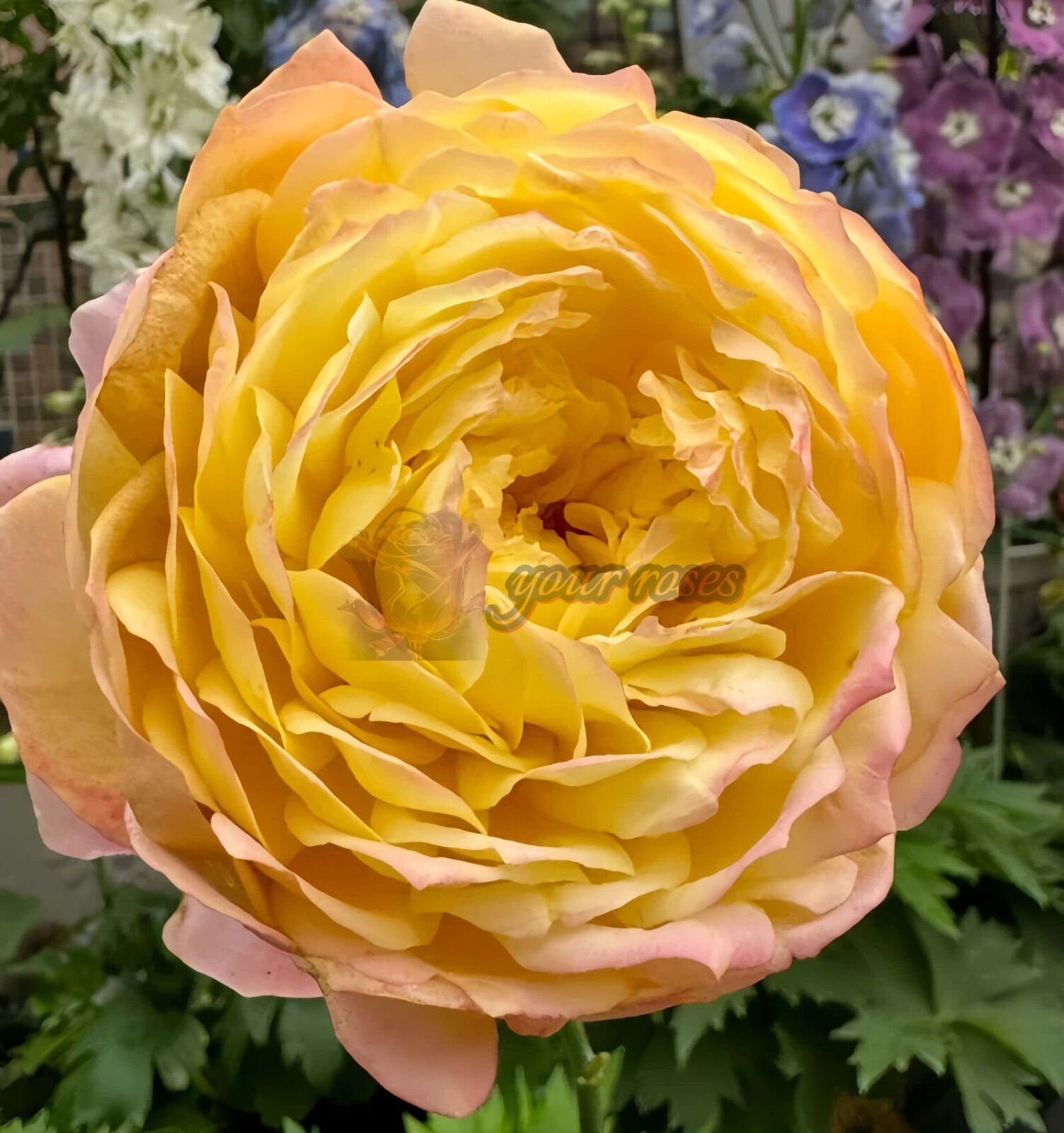 Orange Face