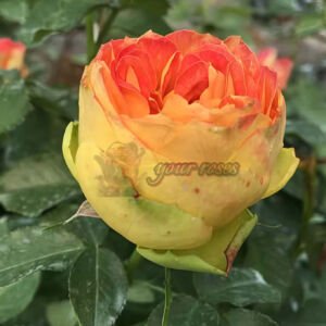 Orange Pompon Freelander