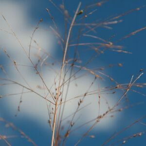 Panicum virgatum 'Cloud Nine'
