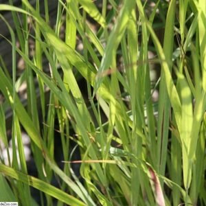 Panicum 'Shenandoah'