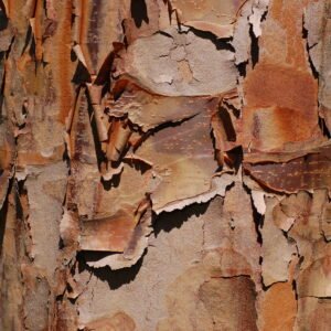 Acer griseum