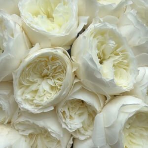 Parfum Blanche