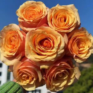 Peach Love