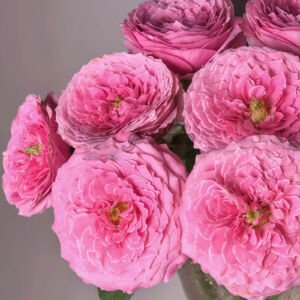 Peonikiss