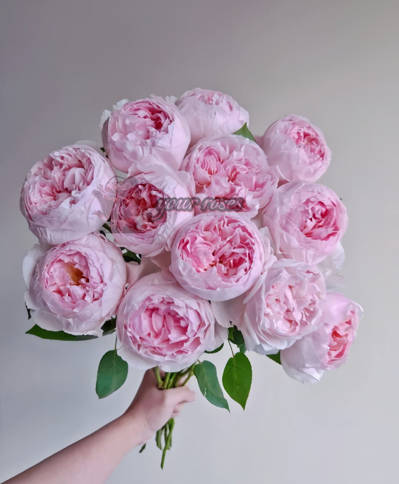 Peony Pink