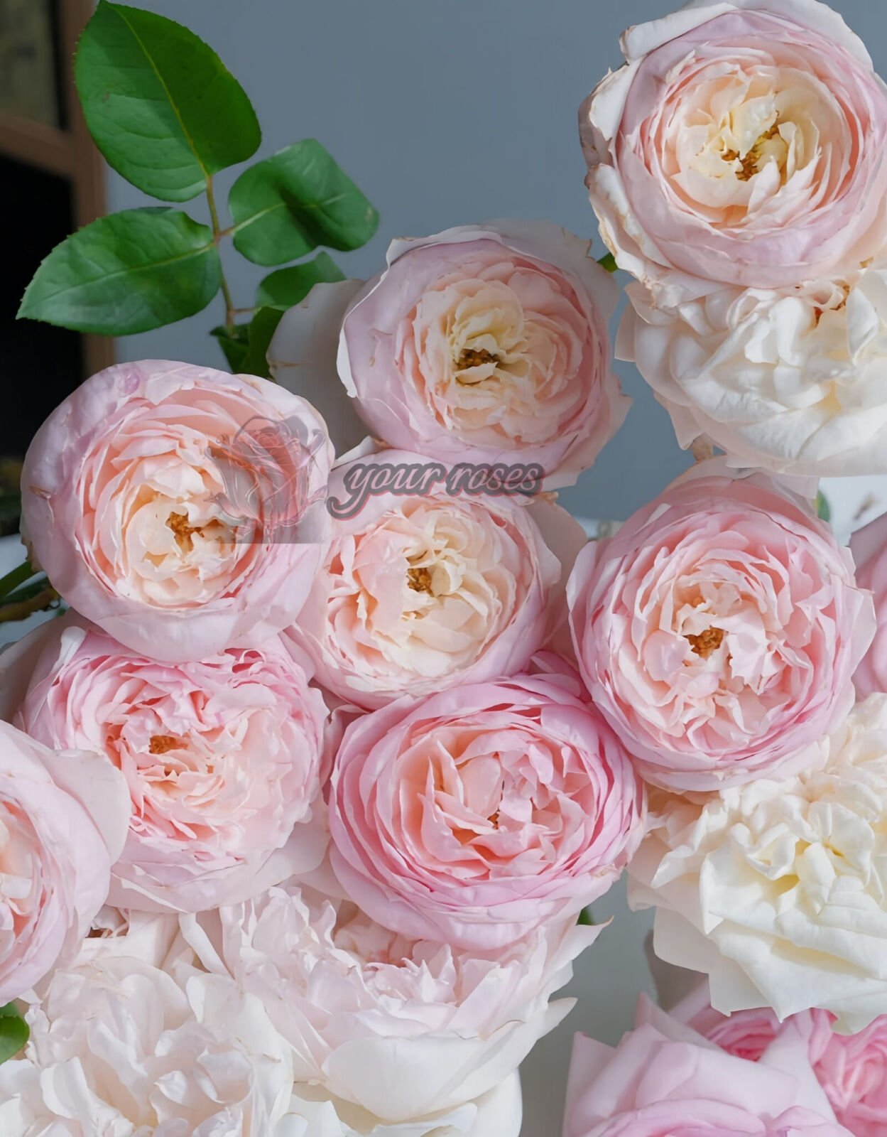 Peony Pink