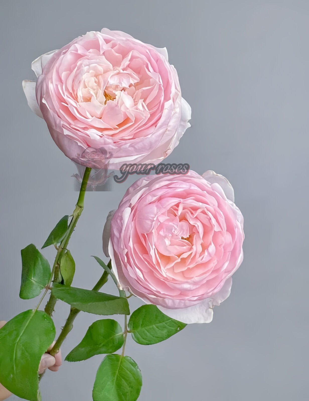 Peony Pink