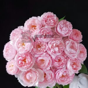 Peony Pink