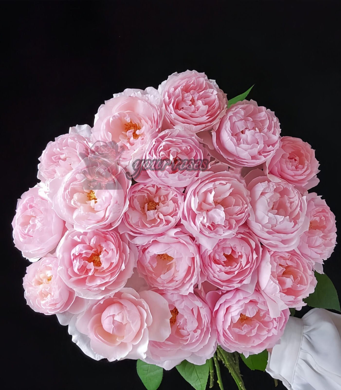 Peony Pink