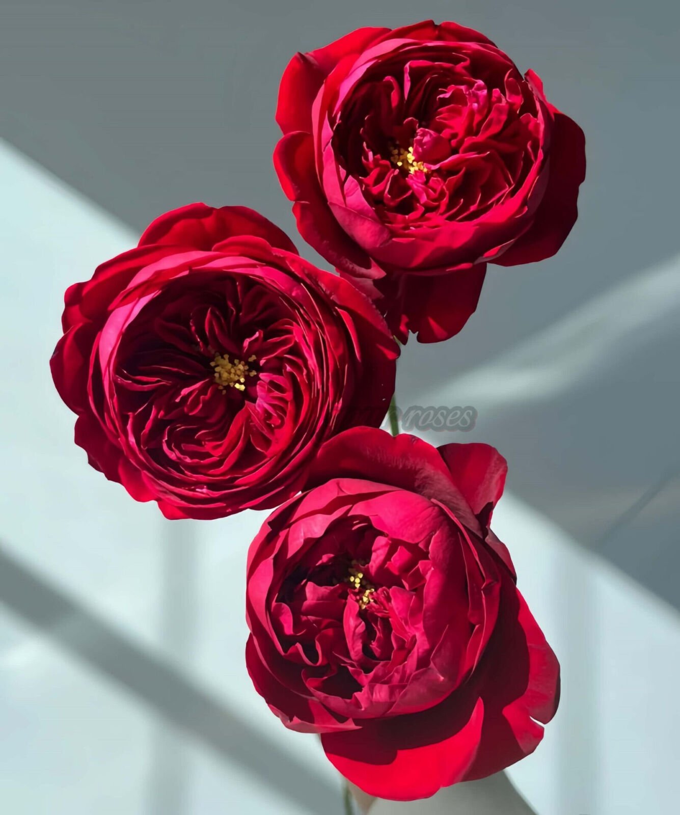 Peony Red