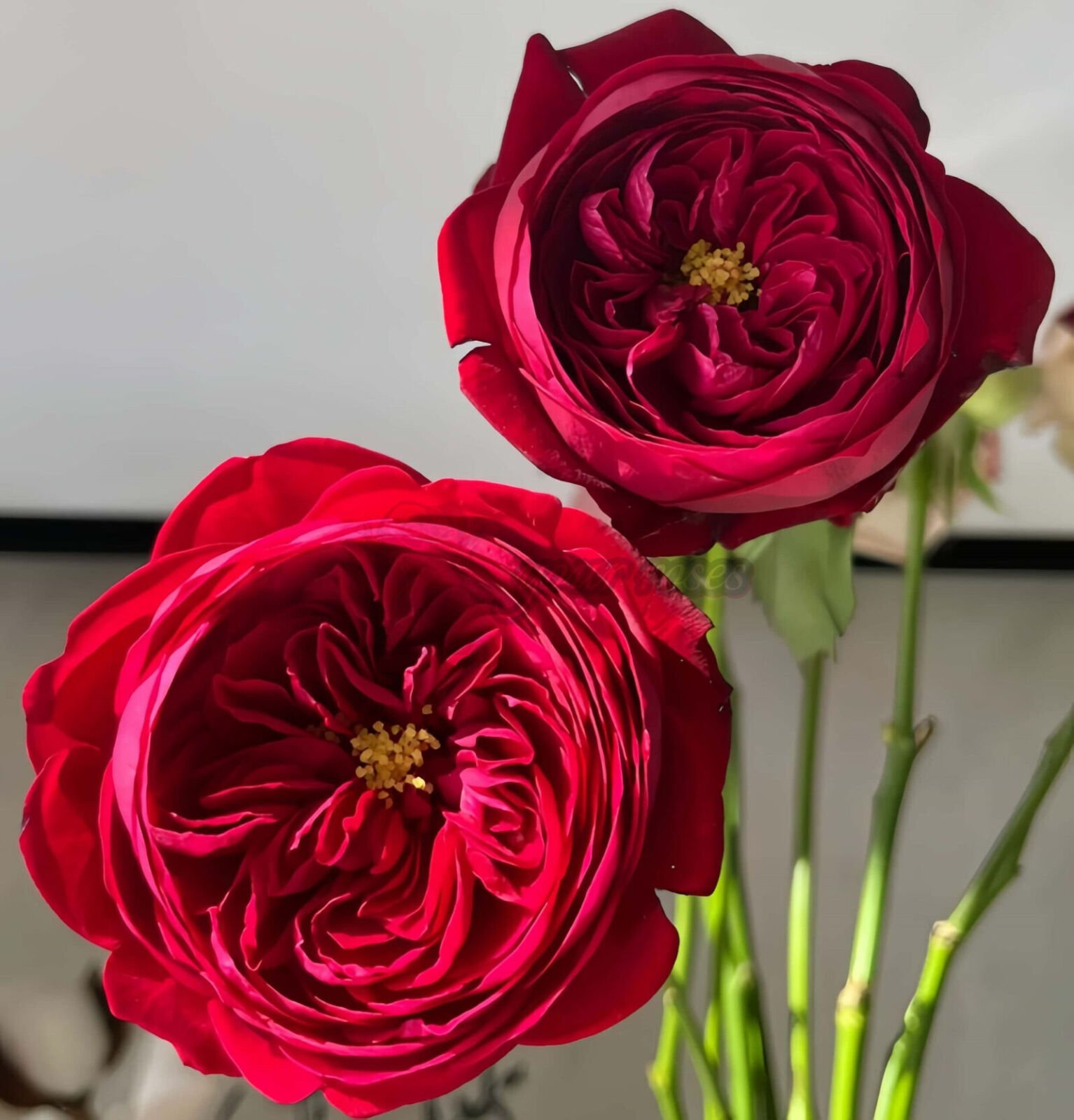 Peony Red