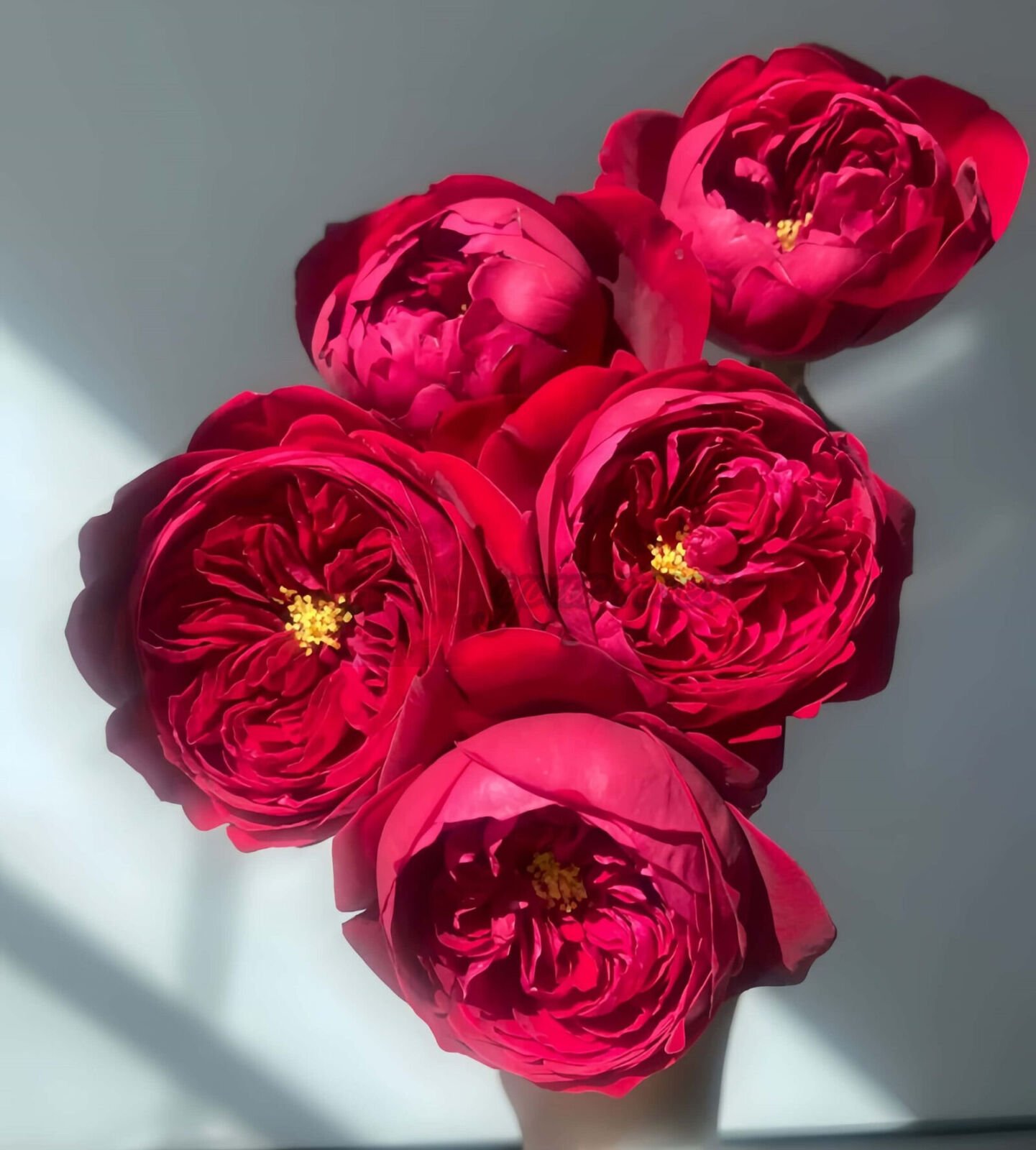 Peony Red