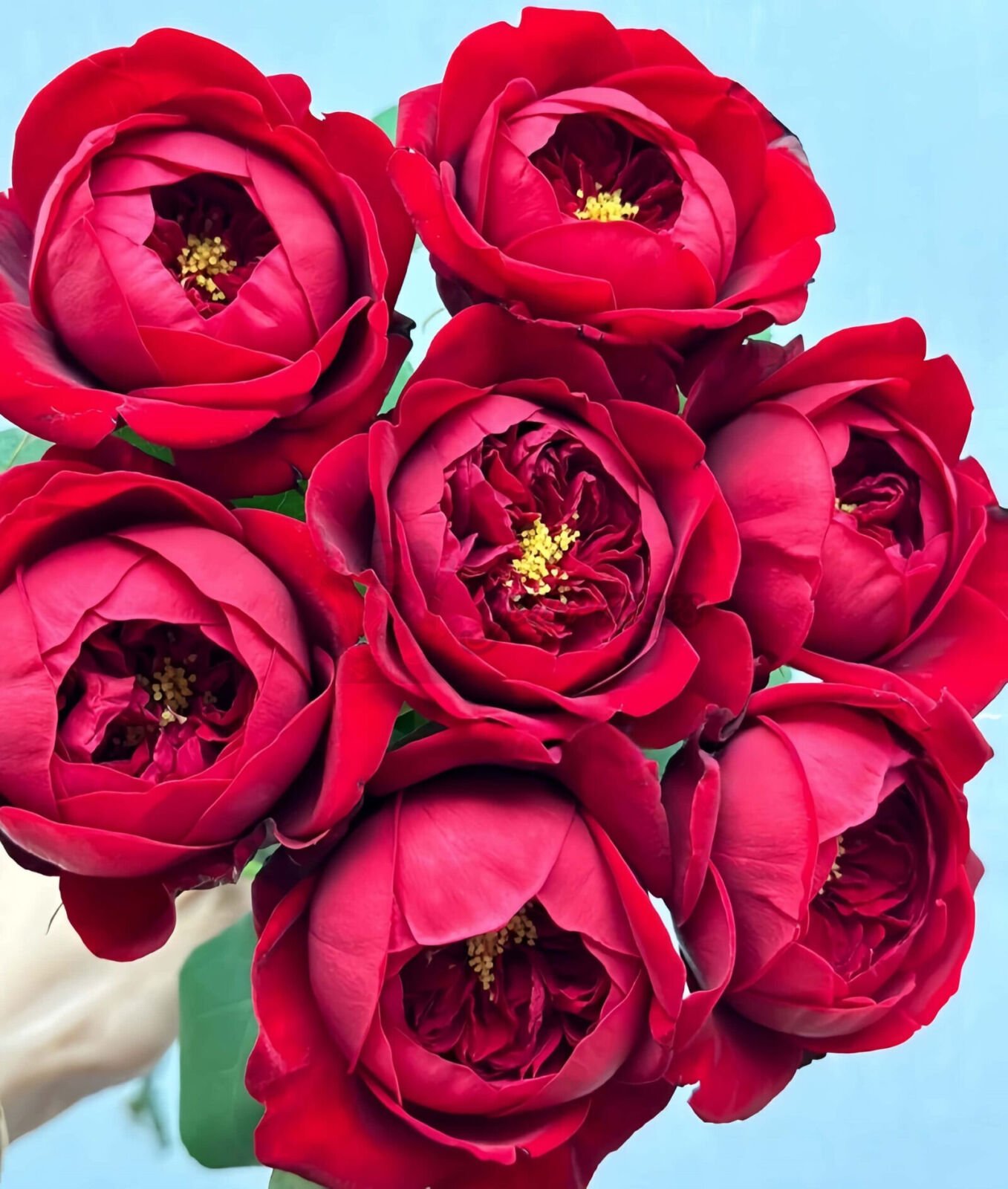 Peony Red