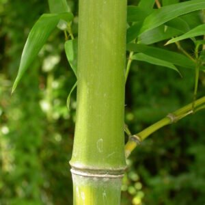 Phyllostachys aurea