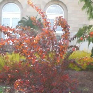 Physocarpus 'Diablo'