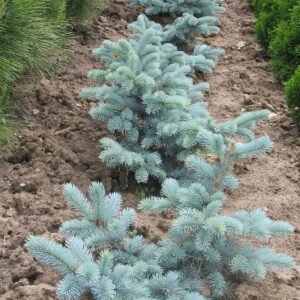 Picea 'Hoopsii'