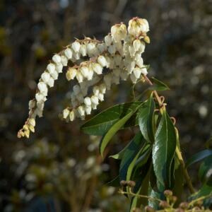 Pieris 'Forest Flame'
