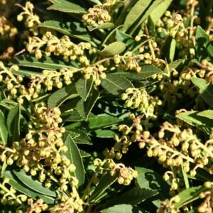 Pieris 'Cavatine'