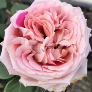 Pink Bernadette Lafont